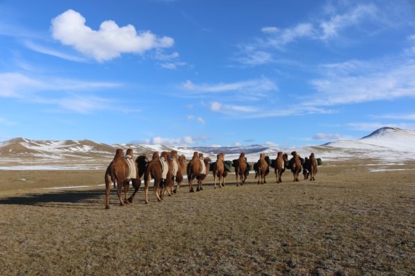 camel_connection_2
