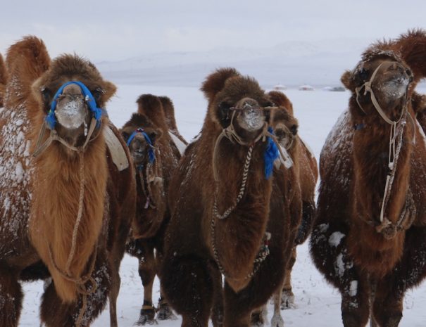 camel_connection_5