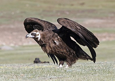 eastern_mongolia_3