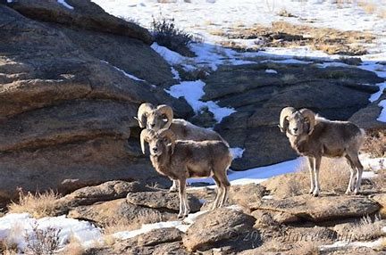 eastern_mongolia_5