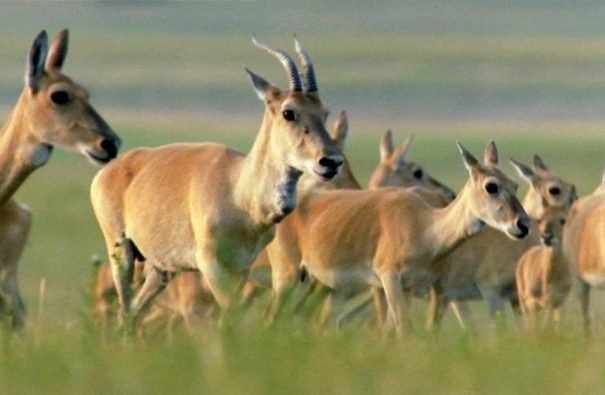 eastern_mongolia_7